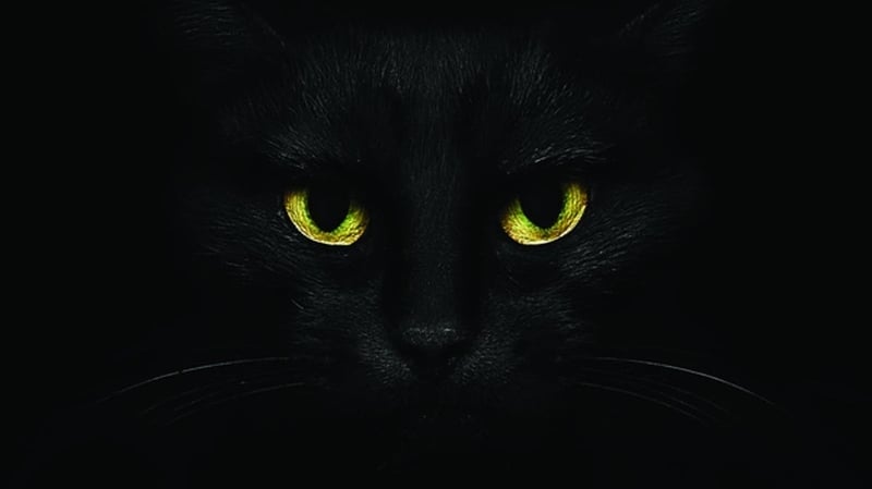 Yeah, I'm a black cat, what about it?