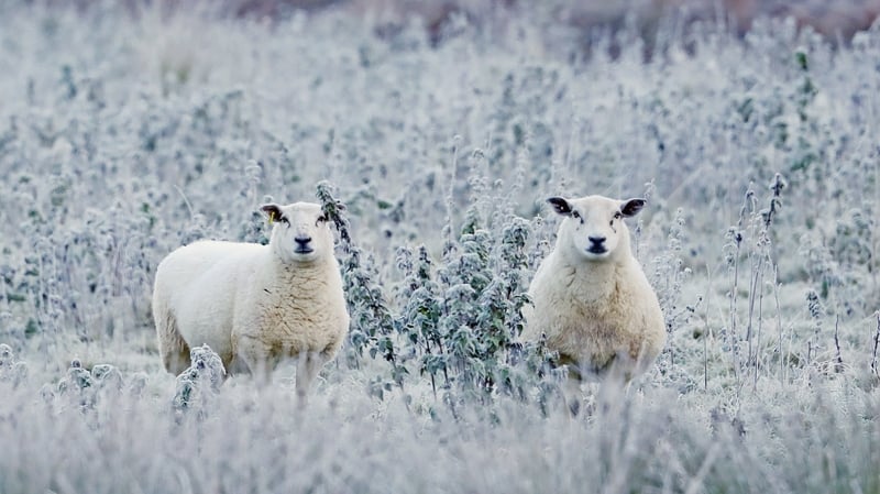 Cavan, Monaghan, Donegal, Longford, Louth, Leitrim, Roscommon and Sligo are at risk of icy stretches on untreated surfaces with wintry showers and some accumulations of snow and ice possible (File Pic)