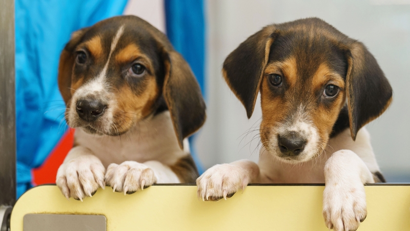 A dog is for life, not just for Christmas