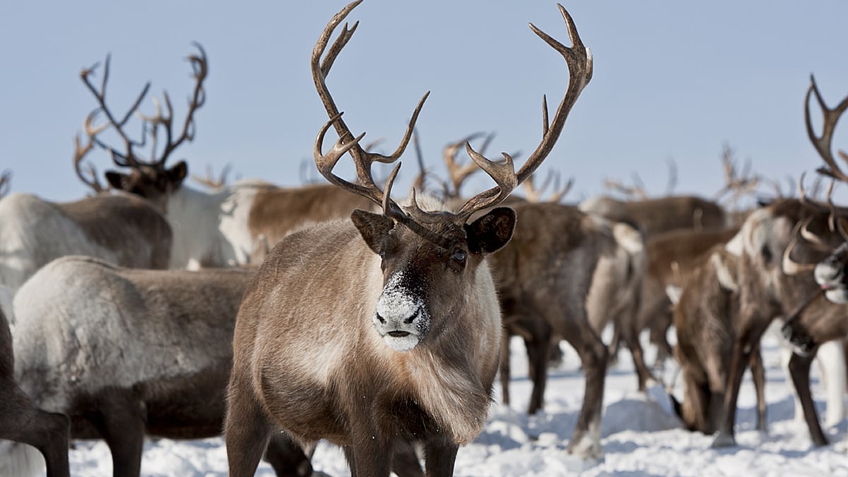Just how do reindeers fly Santa's sleigh around the world?