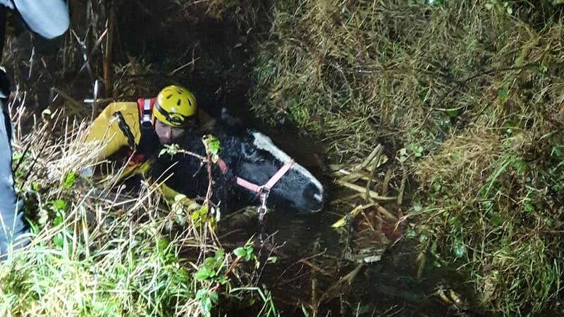 The horse was pulled out and is now recovering at the Hungry Horse Foundation (pic: @gardainfo)