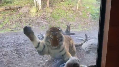 The tiger leaps and pounces at the boy (Pic: @r0bc)