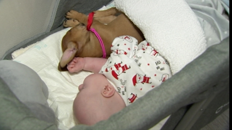 All residents of the hospice have gone under allergy tests