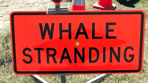 Whales were shepherded out to deeper waters