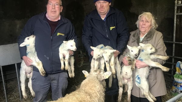 The ewe gave birth to six lambs on her own over a seven-hour period on one day over the Christmas holidays