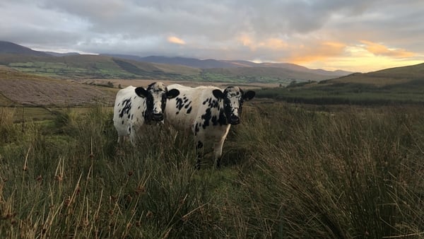Aitheantas oifigiúil idirnáisiúnta faighte ag an droimeann