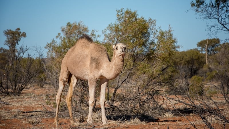 Local officials in South Australia state said "extremely large" herds have been encroaching on rural communities