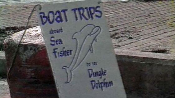 Fungie The Dolphin in Dingle