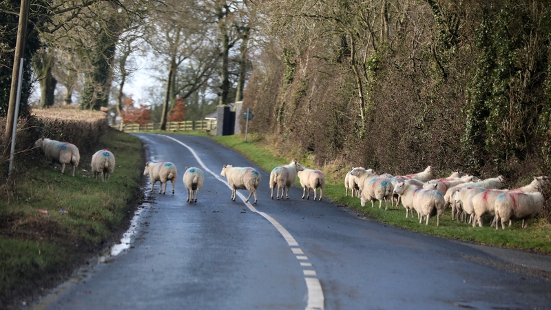 'Earlier analysis of the term has found the term for 'sheep' incorporated into the meaning of imbolg'