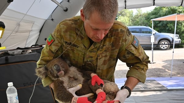 Large numbers have died in bushfires on the Australian mainland