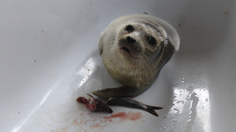 Seal Rescue Ireland is currently liaising with experts in Alaska and Holland for a care plan for Cloudberry