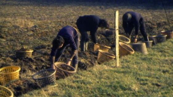 Donegal Vegetable Growers