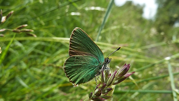 Biodiversity Week: Celebrate and help to protect nature!