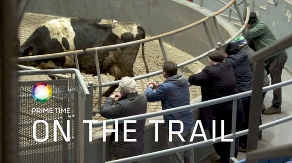 On The Trail: Mart madness in Fermoy