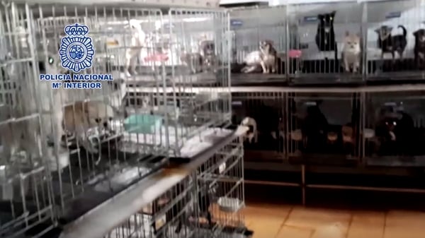 Police believe the operators of the illegal puppy farm generated profits of more than €2m over more than a decade in operation