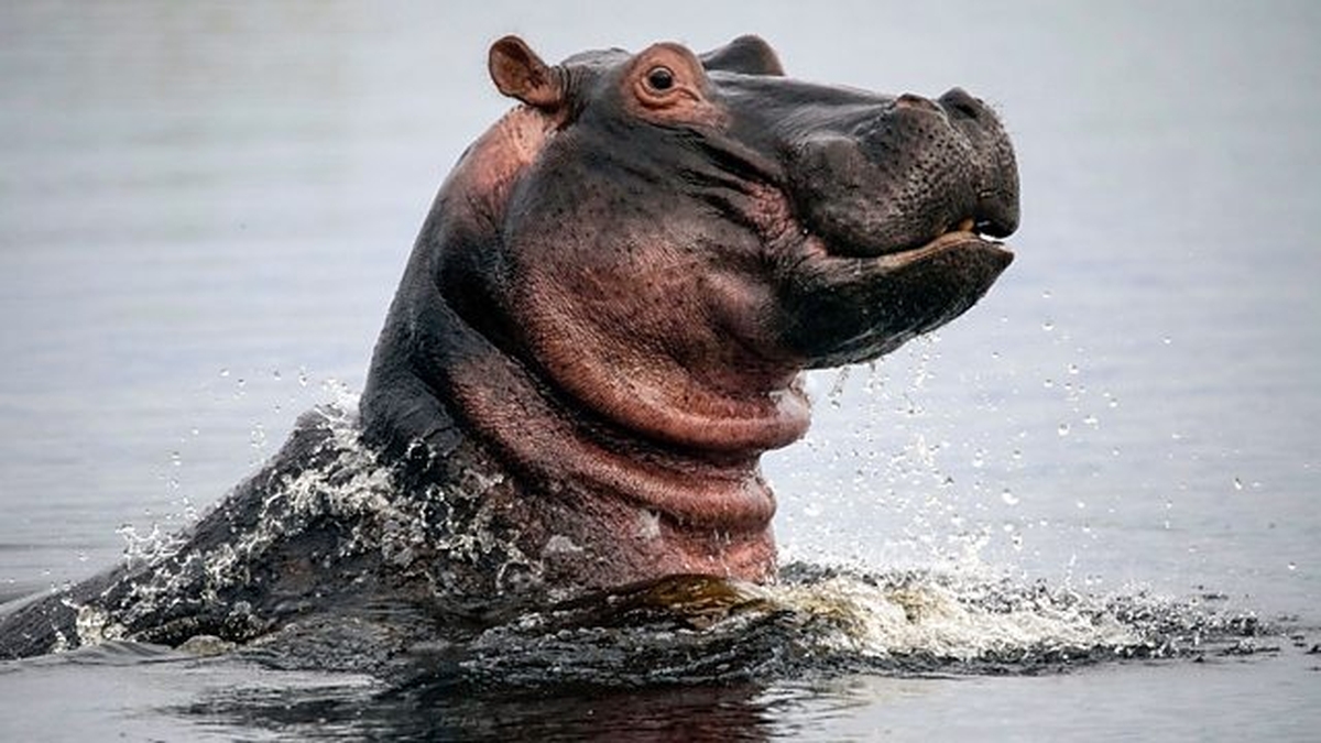 Escobar's Hippos