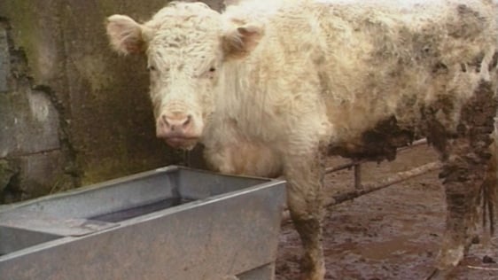 Dreamer the cow.