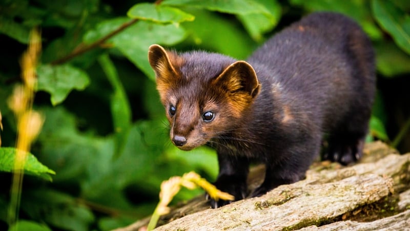 A sable is a species of marten, which is a small carnivorous mammal (File pic: Getty)