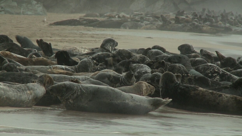 Pilot scheme to shoot seals on Irish coastal waters is being considered by the Government