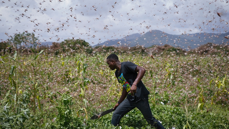 A farmer wades through a swarm of locusts on land near Nairobi in Kenya last week