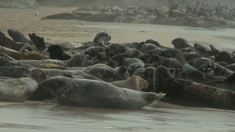 Fishermen say the seals pose a threat to their livelihoods