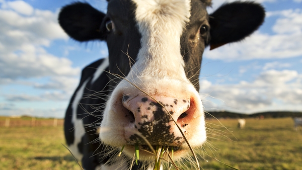The cow's real owner reported one of his 300 cows had been stolen in December 2017 (file pic)