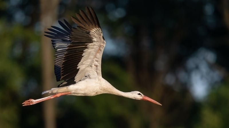 The White Stork