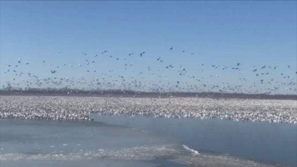This footage shows the birds flocking on the lake, in a sensational show of nature.