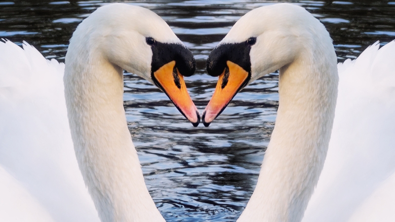 RTÉ making documentary about the Irish pursuit of romance, later in life