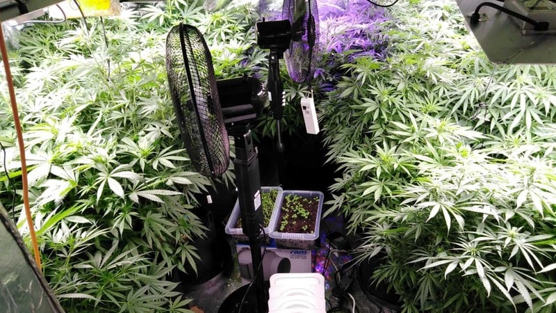 Grow lamps, heaters, fans and suspected cannabis herb, along with the plants, were seized