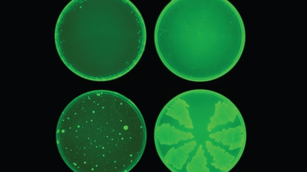 Halicin (top row) prevented the development of antibiotic resistance in E. coli, while ciprofloxacin (bottom row) did not (Pic: MIT)