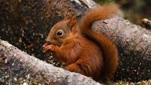 Red Squirrel Appreciation Day show image