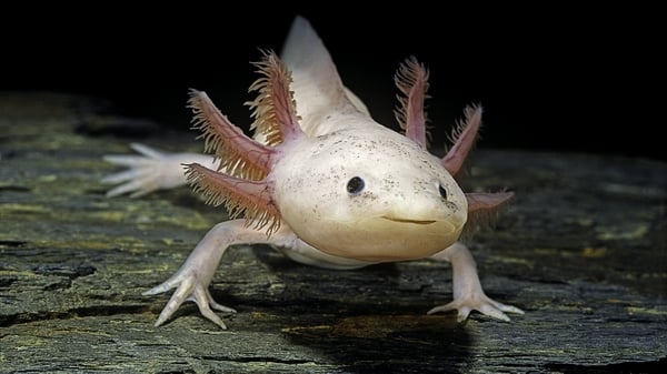 The axoloti is a master regenerator who can rapidly grow a new fully-functional limb, complete with bones, muscle, nerves and skin