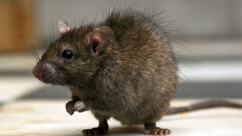 Pest controllers have noticed a 40-60% increase in rodent infestations indoors