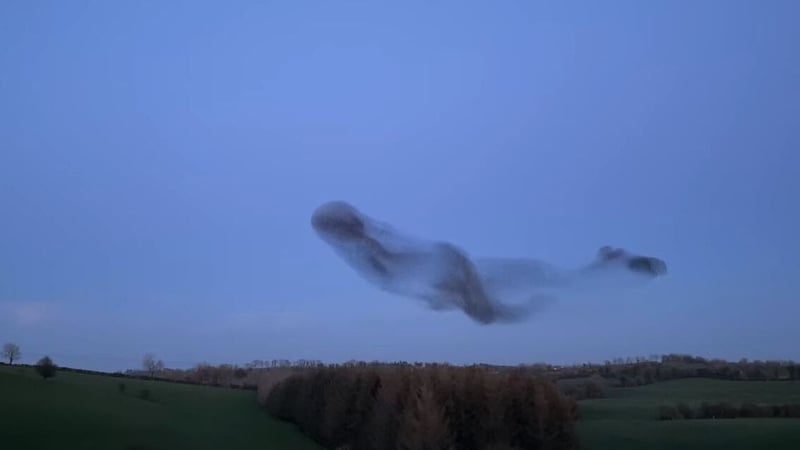 Tens of thousands of the birds have been spotted over fields in Nobber