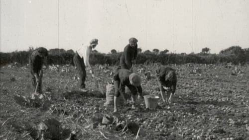 Daoine ag priocadh na bprátaí i gCorca Dhuibhne (Pic: Le caoinchead Chicago Academy of Sciences)