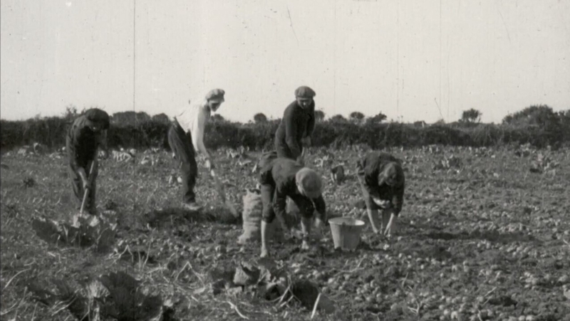 Daoine ag priocadh na bprátaí i gCorca Dhuibhne (Pic: Le caoinchead Chicago Academy of Sciences)