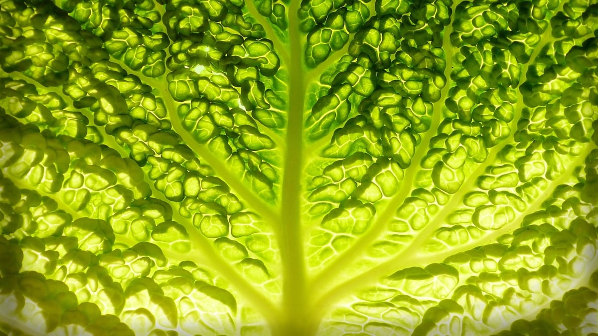 A Bed Of Lettuce? We Look At Foods That Can Make You Sleepy