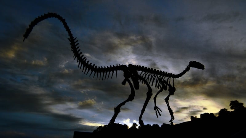The fossilised skeleton of a dinosaur at the CAPPA research support centre for paleontology in Sao Joao do Polesine, Brazil. Photo: Carl De Souza/AFP via Getty Images