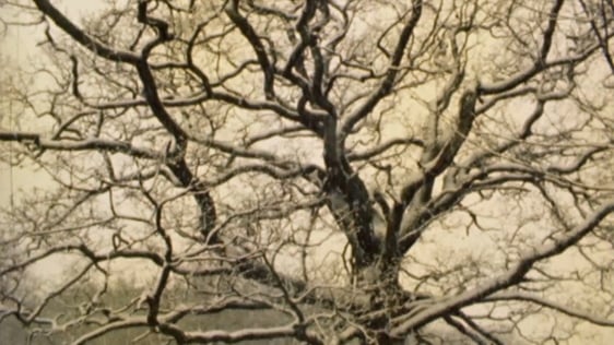 Snow in the Phoenix Park (1975)
