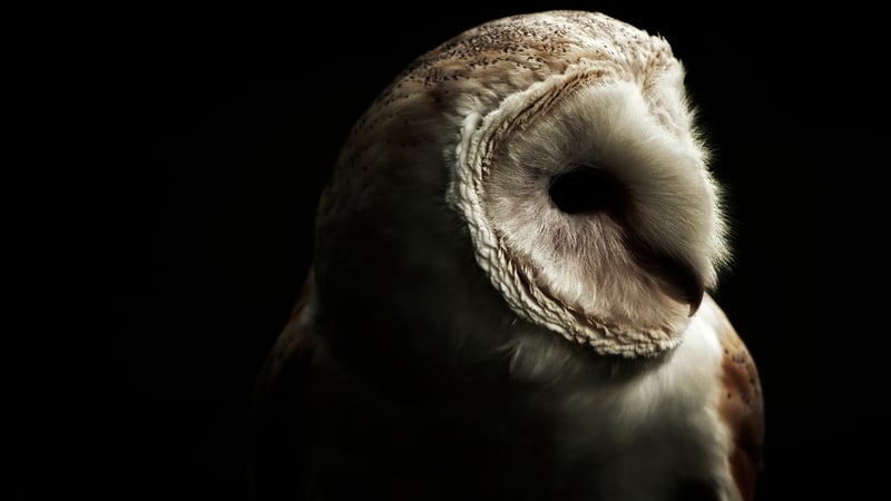 'In almost all cultures, owls have been accorded a special significance – sometimes as symbols and talismans of wisdom, sometimes as messengers from the dead, sometimes as an embodiment of evil.'