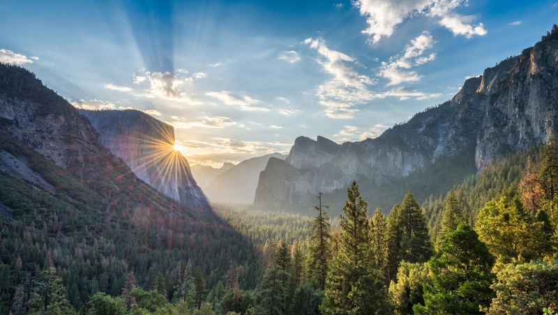 Forest bathing from your front room.