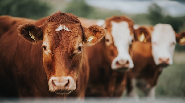 There are plans to market grass-fed Irish beef across Europe