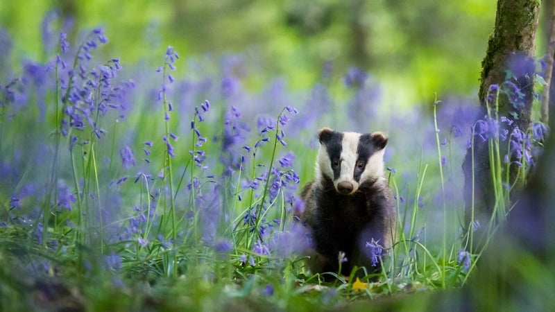 Dancing damselflies, streaming sunbeams, and some absolutely exemplary camouflage.