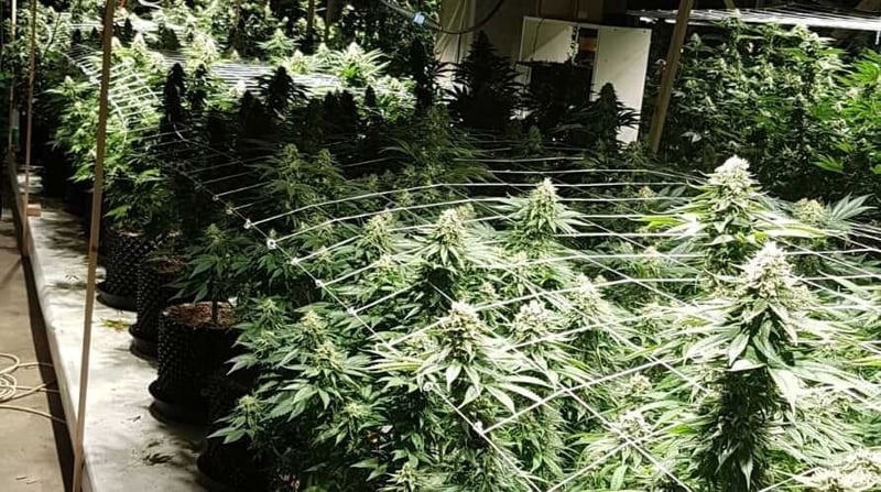 The cannabis pants were discovered in Claremorris today