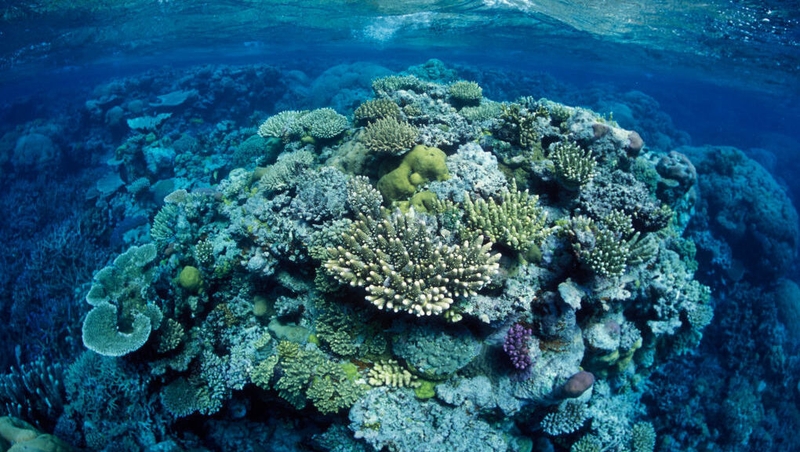 The reef is worth an estimated €3.6 billion a year in tourism revenue for the Australian economy