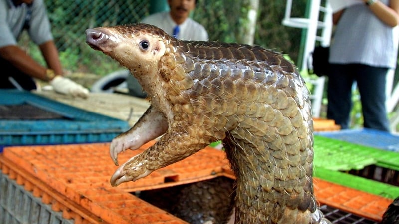 Pangolins are being blamed as a possible source of the pandemic