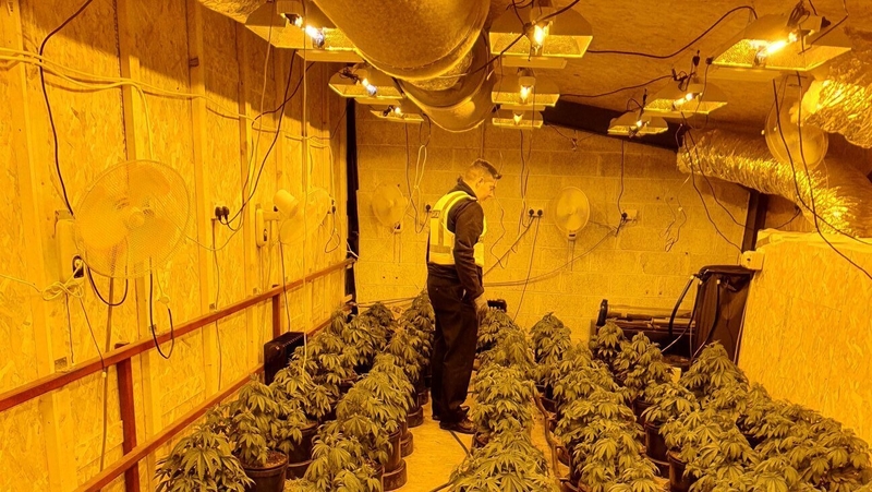 The plants were found in a premises on the Dublin Road in Athlone