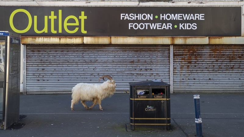 "The next time you successfully get through a task on your to-do list, make sure you say "now that goat has been shaved!" meaning you've accomplished it or solved the problem."