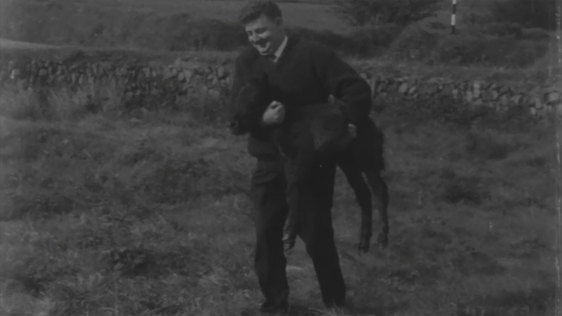 Smallest Foal In Ireland